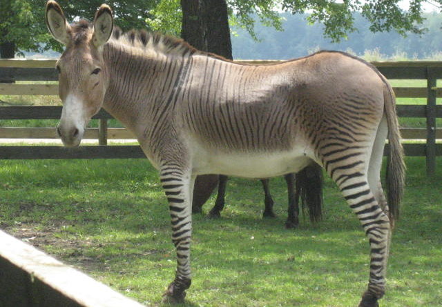 zonky